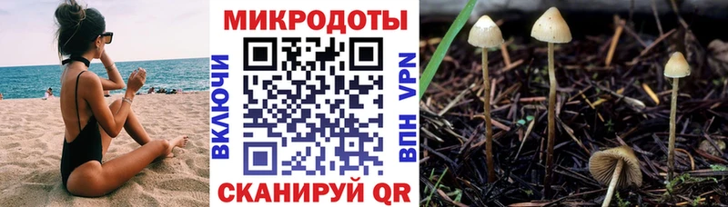 Псилоцибиновые грибы Cubensis  Купить закладки  Кашин 